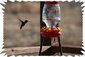 Hummingbird Ranch's Nightskies :)