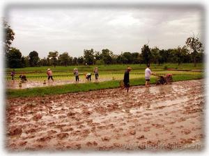 Ploughing the rice fields at Gecko Villa