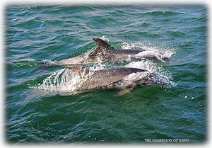 The Sado Dolphins