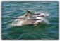 The Sado Dolphins