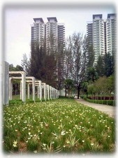 Looking at the apartments from the park.