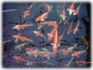 Some of the many koi at the sentul Koi centre.