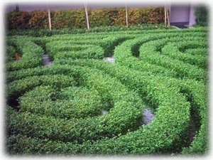 Maze garden on the podium level, great fun for the kids.