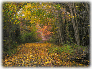 Path to Forest and Quarries (2 mins from House)