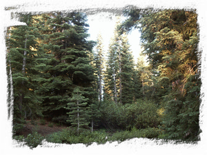 my backyard as viewed from rear deck