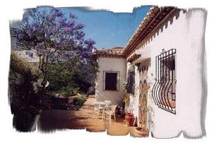 Rear terrace with Jacaranda