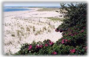 Beautiful Lighthouse Beach, Chatham