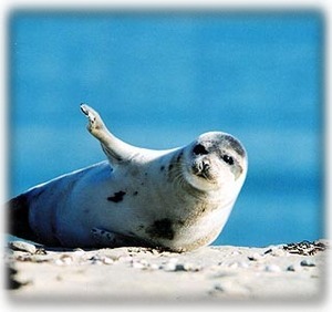 Chatham Seal Welcoming You! 