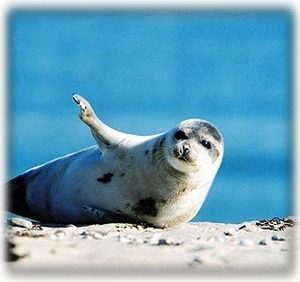 Chatham Seal Welcoming You!