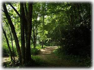 One of the many walking trails in the area.
