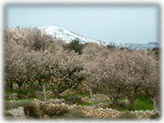 winter view with almond blossom 