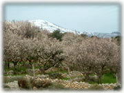 winter view with almond blossom