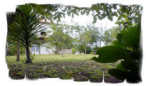 Extensive garden with tall trees, plants and flowers