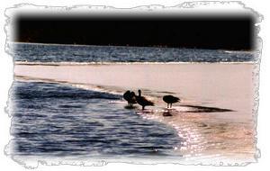 Springtime canadian geese enjoy a day in the sun