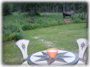 Enjoy your morning coffee...you may have a moose and calf that will visit!!!