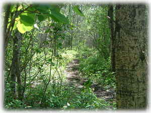 One of the onsite hiking trails