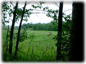 Sandhill Crane in a nearby field