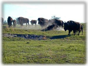 On a nearby Bison ranch