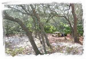 Private Picnic Area under the shade of 100+ year oaks