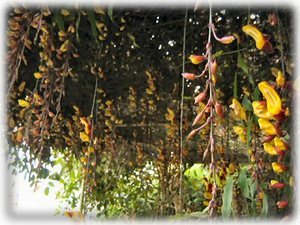 the tunbergias at the top of the garden