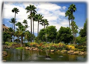 Koi Pond