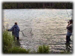 Another guest hooking into salmon-What a day!