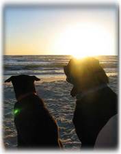 Pets are wecome on the beach ANY time!