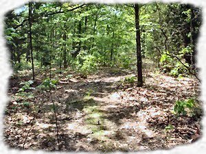 Foot Trail Between Cabins