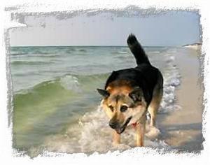 A peaceful walk on the beach or a joyous romp