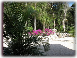 Private Back Yard with Jungle View