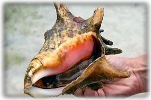 Conch found