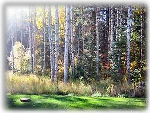 Backyard Facing Forest 