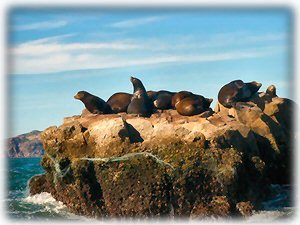 Sea Lions Near Old Marina