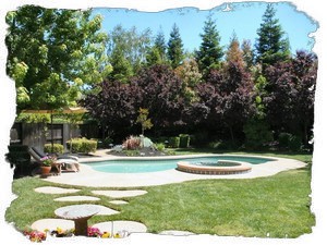 Park-like Backyard with Pool and Spa