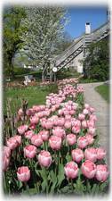 Tulips at Lancaster Vacation Rental