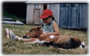 New friends, Minihorse Farm