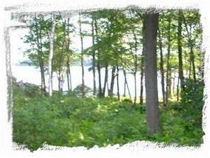 View off Back Deck past Blueberries Galore to Rockwood Pond 