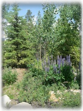 Hike out the back door in Cucumber Gulch - it's gorgeous terrain!