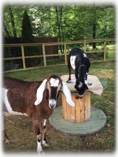 Hope you will visit our hobby farm to meet Scarlet & Elsa, the friendly goats!