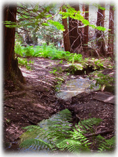 Peaceful walk by the stream