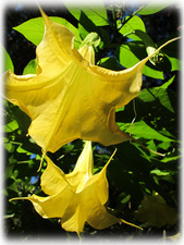 Our "Daytura" tree....mmm so fragrant!