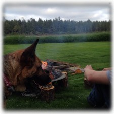 Zara loved our evening fire by the lake last night! Maybe your dog would too? Visit www.lakelodgebedandbarn.com for more info! @floodfarm #summerfires #germanshepherds