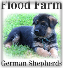 german shepherd puppies for sale in oregon