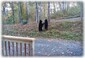 Two Of The Adorable Neighborhood Cubs Seen Almost Daily At The Chalet 