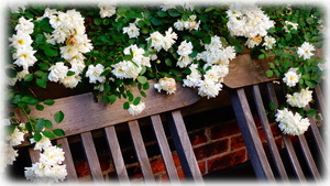 Garden Room Terrace