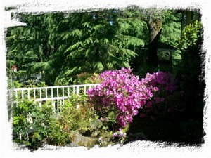 Azalea in bloom from deck.