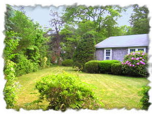 Back yard