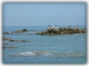 Bird life at the beach