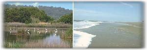 Assateague Island Views