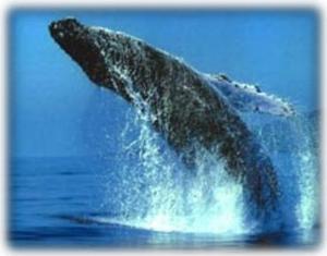 Watch the Whales Breach From Your Lanai